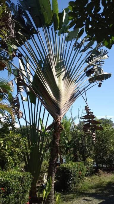 Casa Flor De Annia ~ Cozy 2 Bdrm On The River Sierpe ~ Walkable To Town Villa Exterior photo