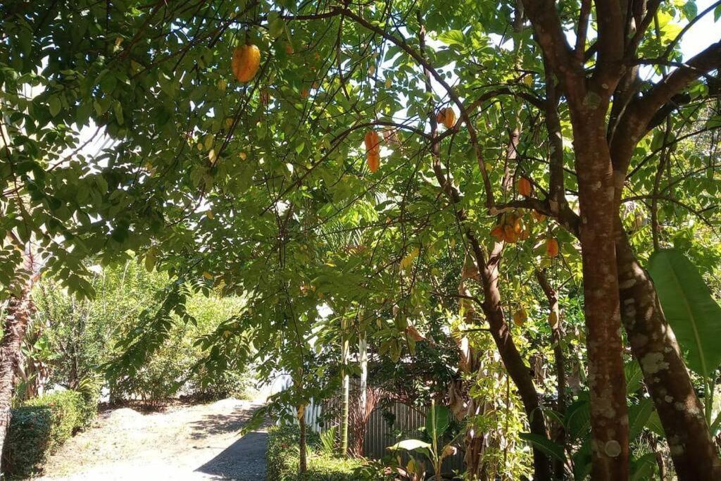 Casa Flor De Annia ~ Cozy 2 Bdrm On The River Sierpe ~ Walkable To Town Villa Exterior photo