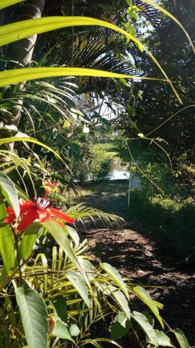 Casa Flor De Annia ~ Cozy 2 Bdrm On The River Sierpe ~ Walkable To Town Villa Exterior photo